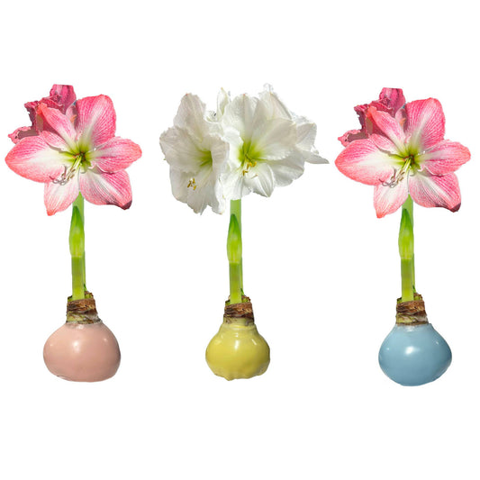 Let 'Em Bloom pastel wax amaryllis set with pink and white flowers in blue, yellow, and pink bulb vases
