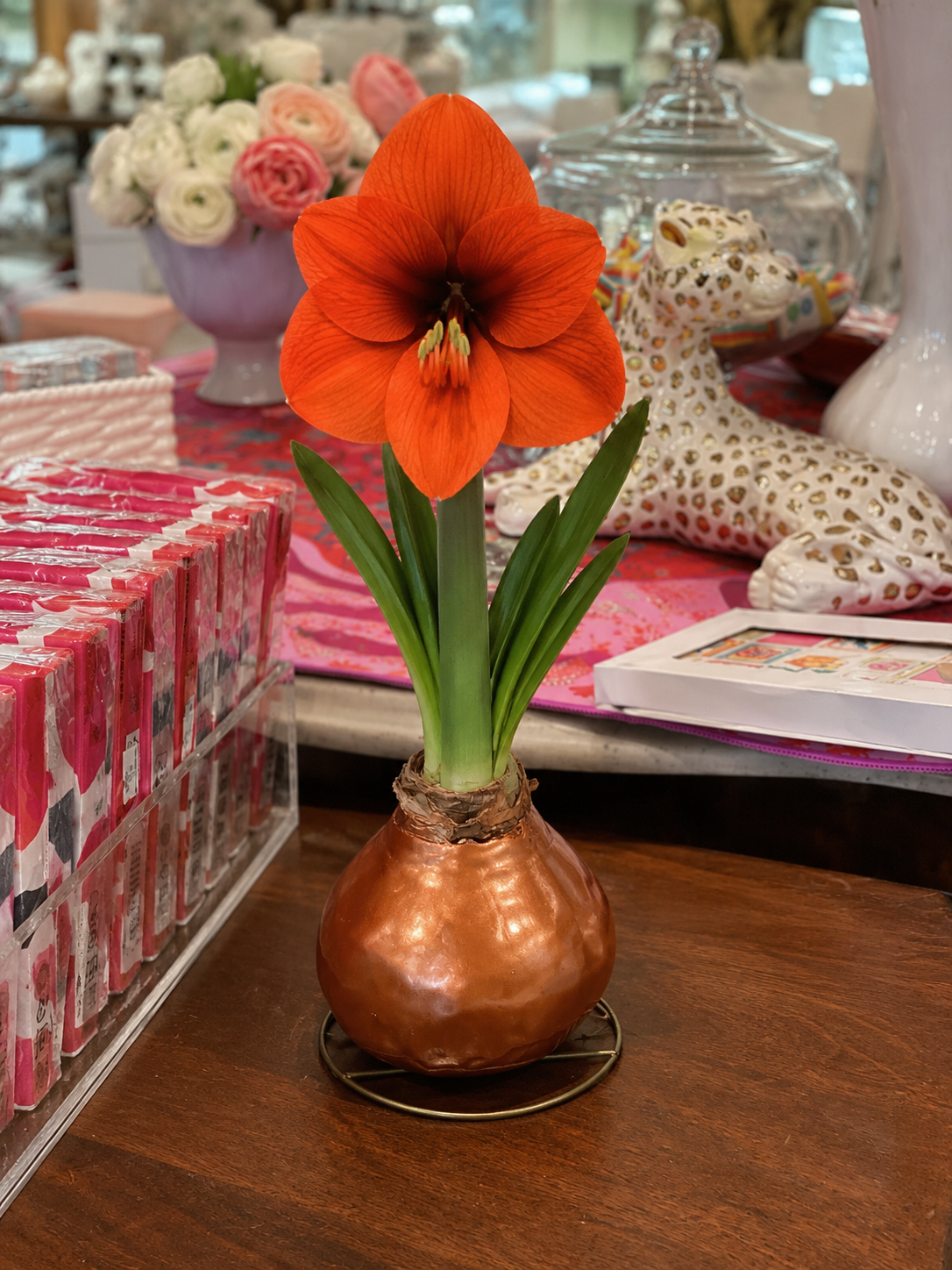 Autumn Amaryllis Bulbs