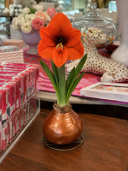 Autumn Amaryllis Bulbs