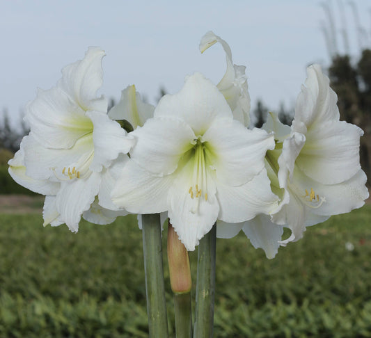 Let 'Em Bloom white amaryllis flowers with pale green centers and yellow stamens in full bloom outdoors
